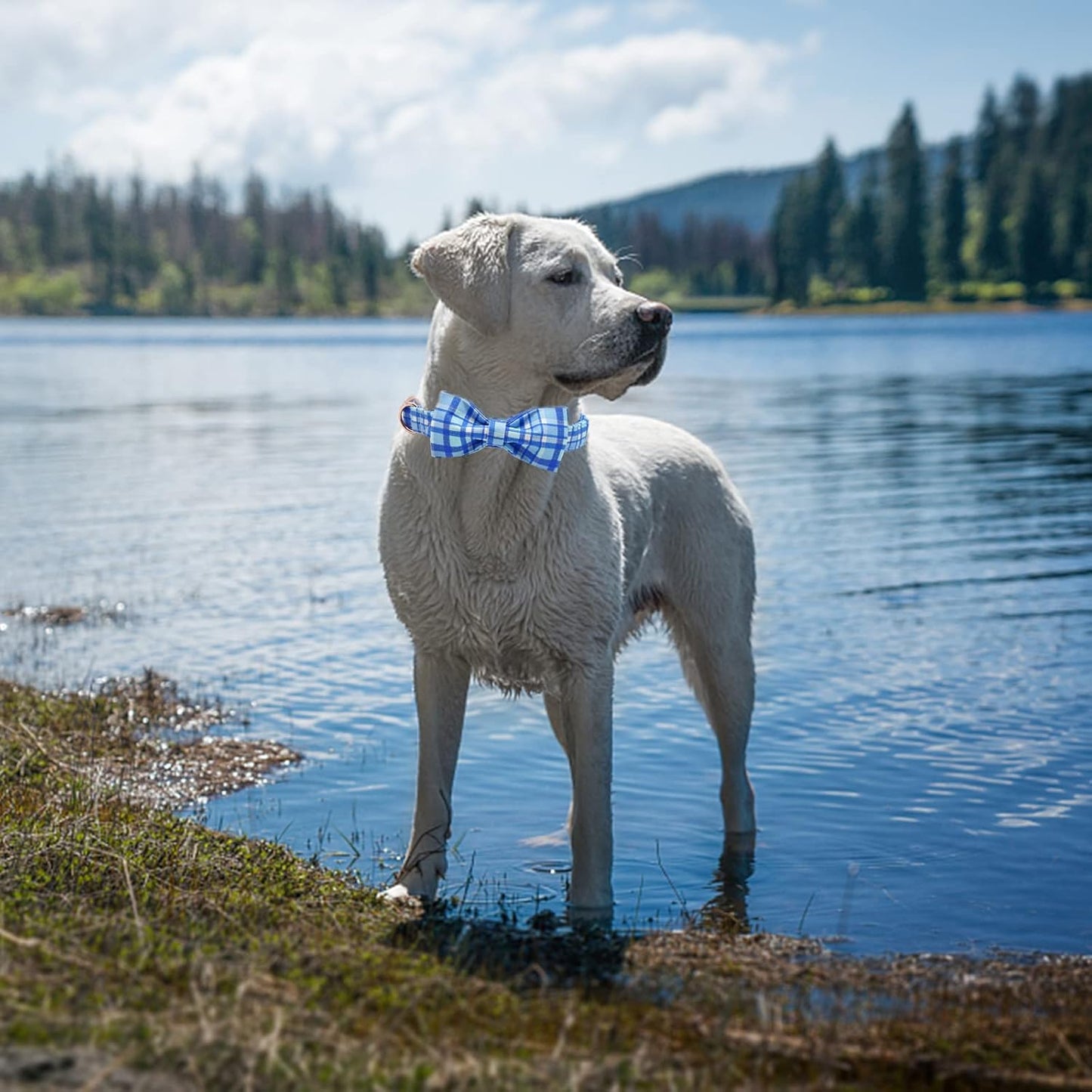Elegant little tail Dog Collar with Bow - Blue Plaid Boy Dog Collar Cute Bowtie Pet Collar Adjustable Dog Collar for Large Dog
