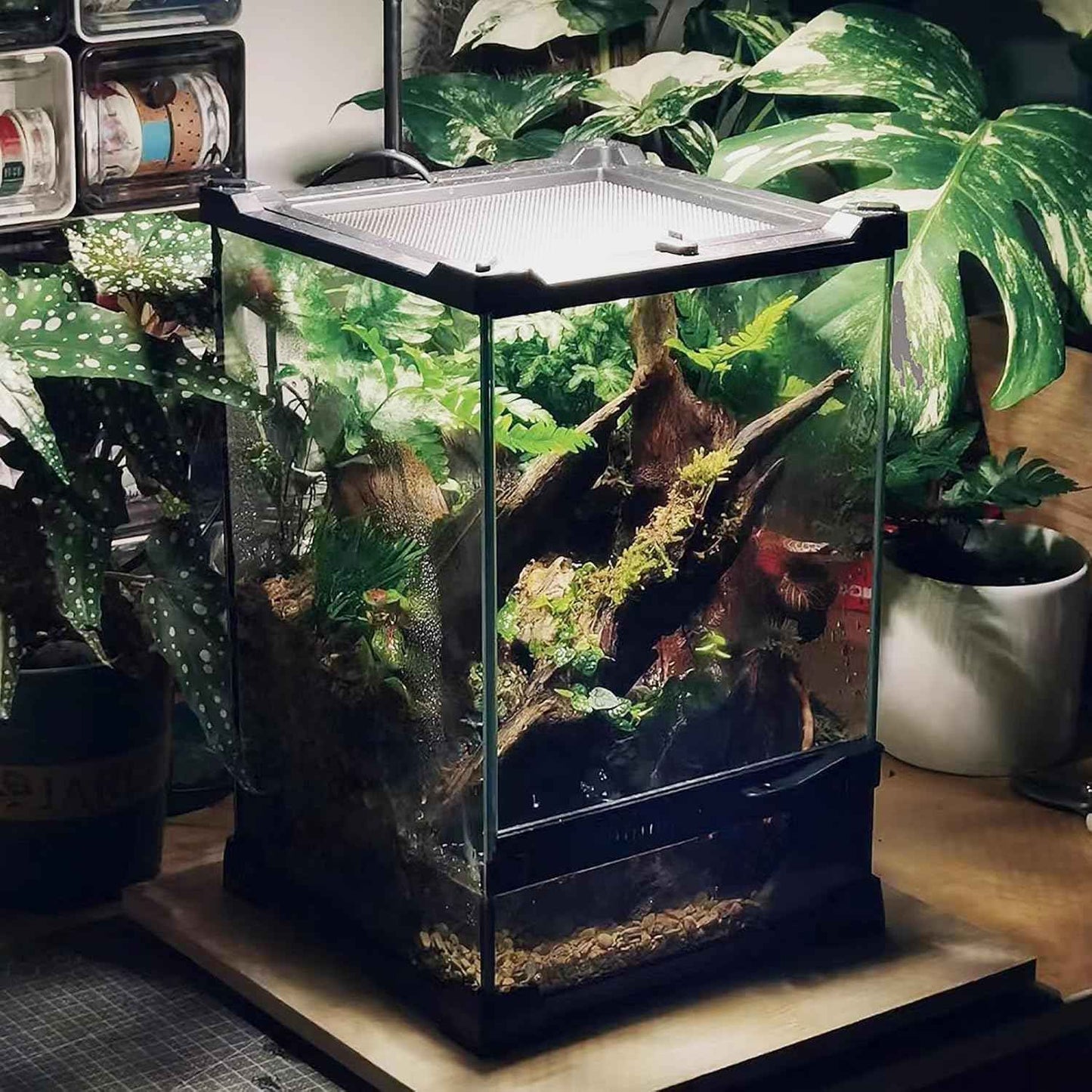 Woyrise Reptile Glass Terrarium Tank 8"x8"x12", Front & Top Opening Door Full View Visually Appealing Mini Reptile or Amphibians Habitat, Stackable Vertical Enclousure for Small Reptiles
