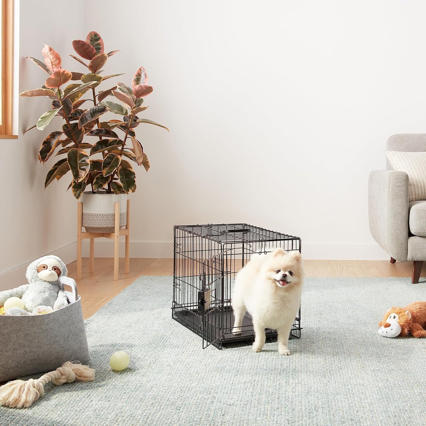 Amazon Basics Durable, Foldable Metal Wire Pet Crate with Tray, Portable and Sturdy for Travel, Single Door, Divider Panel, Perfect Size for Small Dogs, 22 x 13 x 16 in, Black