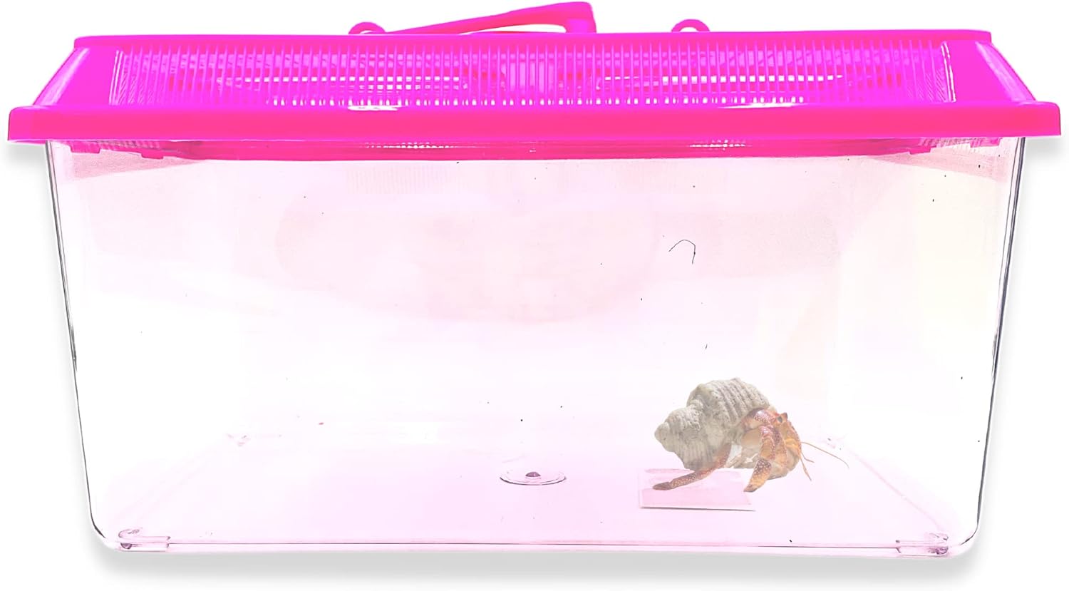 Needzo Mini Neon Plastic Reptile Carrier, Small Terrariums for Hermit Crabs, Lizards, and More with Palm Tree Accessory, Crab Hunting Supplies, Color May Vary, 7 Inches - FurryFun
