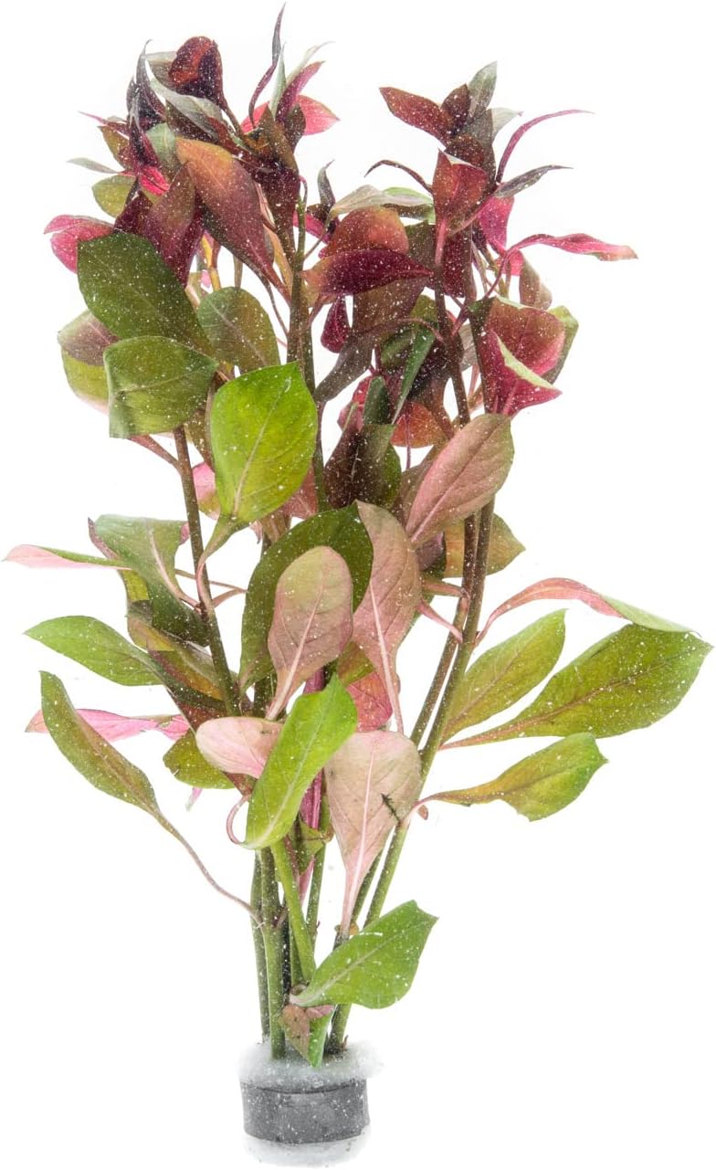 SubstrateSource Live Aquarium Stem Plants - Freshwater Aquatic Plant for Fish Tanks, Aquascaping - (Limnophila Belem, 4 Bunches)