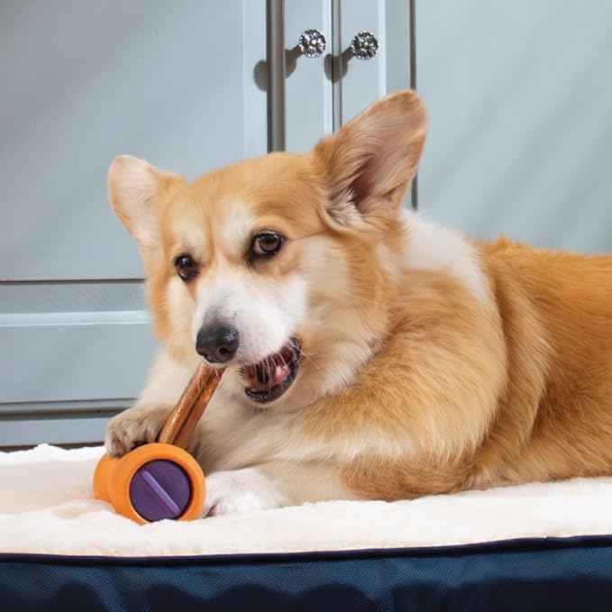 Bow Wow Labs 12" SafeFit Collagen Sticks for Dogs 5 Pack/Thick – All-Natural Chews for Joint, Gut, Bone & Oral Health