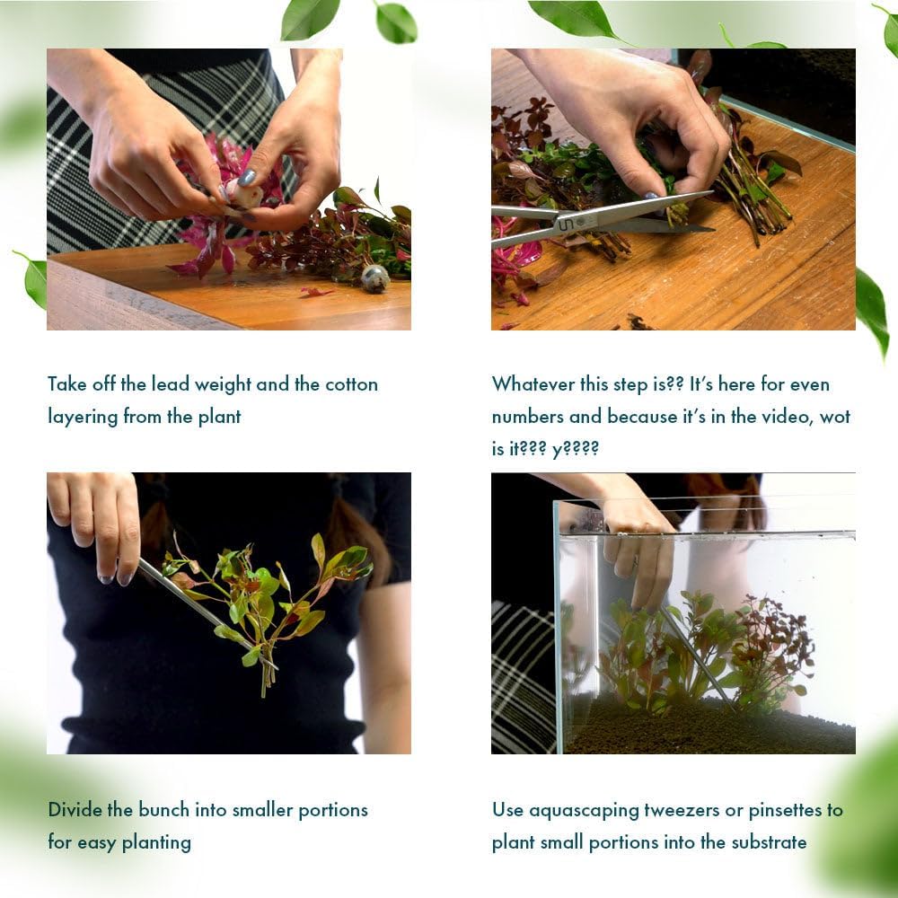 SubstrateSource Live Plant - Rotala Fujian - Moderate Care, High Light, Orange-Pink Accent, Freshwater Aquatic Plant for Aquascaping - Lead Bunch
