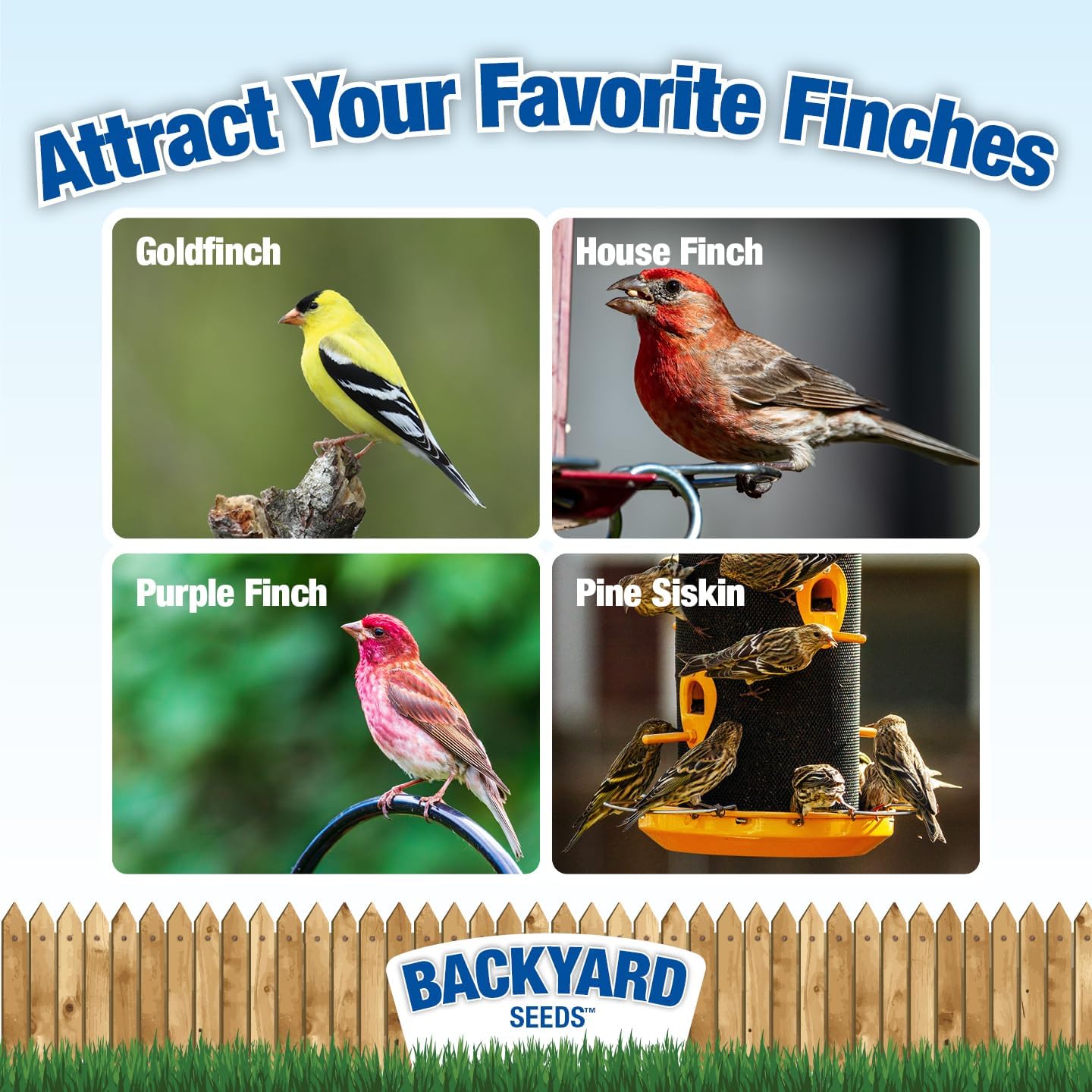 CountryMax Backyard Seeds Finch & Small Songbird Frenzy Wild Bird Seed Mix – 5 lb Bag | Premium Blend with Nyjer, Millet, Sunflower Chips | Attracts Goldfinches, House Finches, Chickadees