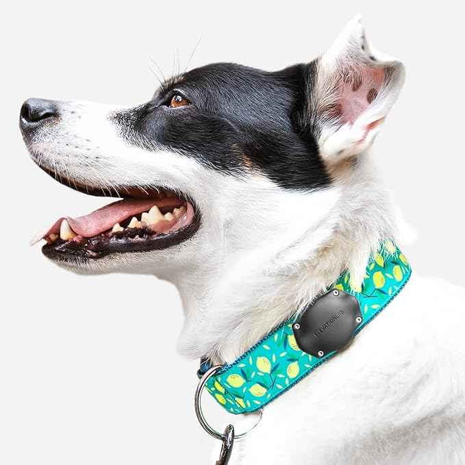 Elevation Lab AirTag Dog Collar Holder - TagVault™ - Secure Thru-Mount, IP69 Waterproof, Doesn't Dangle, Fits All Width Collars (2 Pack)