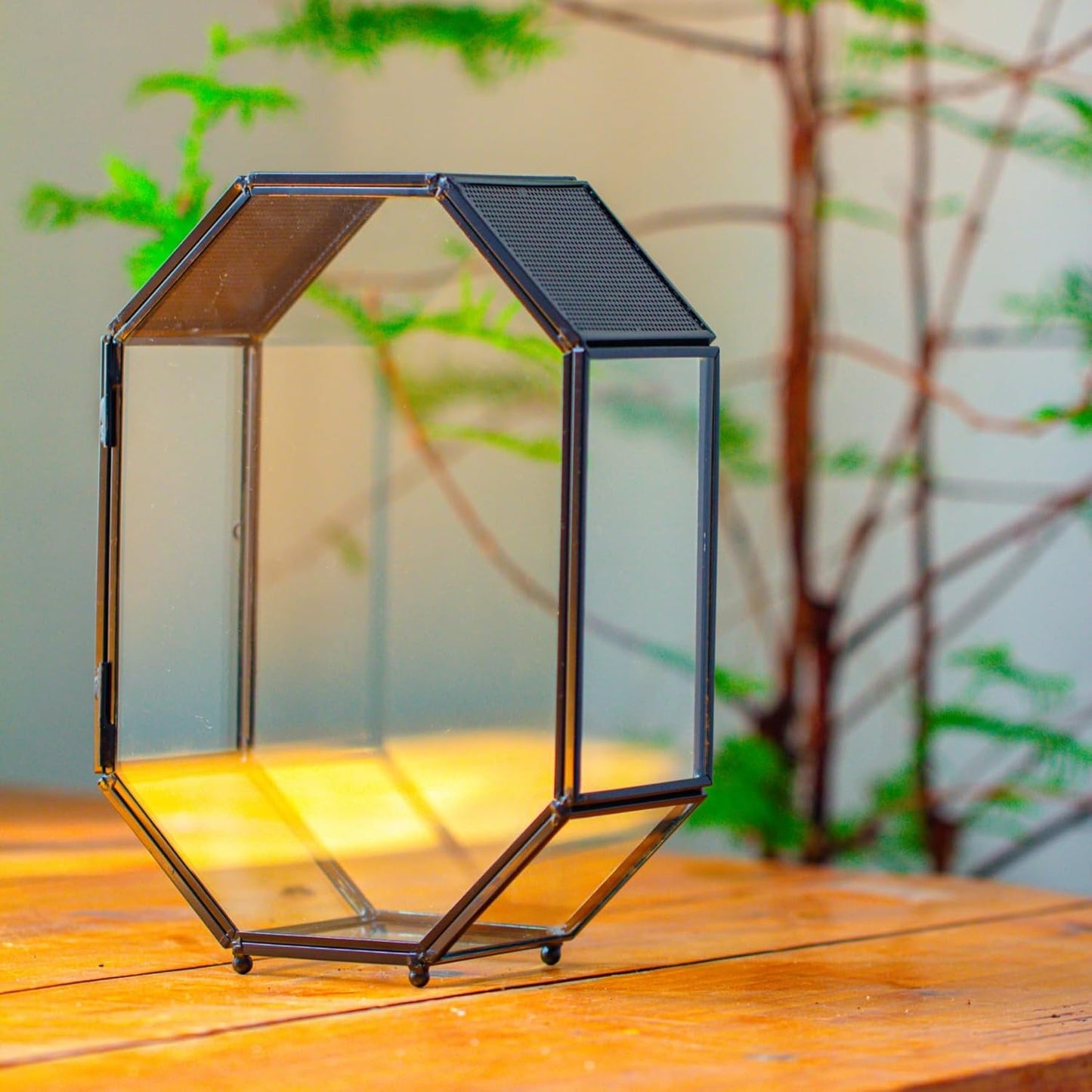 NCYP Glass Enclosure Terrarium with Mesh and Door for Jumping Spiders, Snails, Insects - Octagon Shape Small Succulents Terrarium 6.2 x 3.1 x 8.7 inches, Black Tabletop Decor (Plants Not Include) - FurryFun