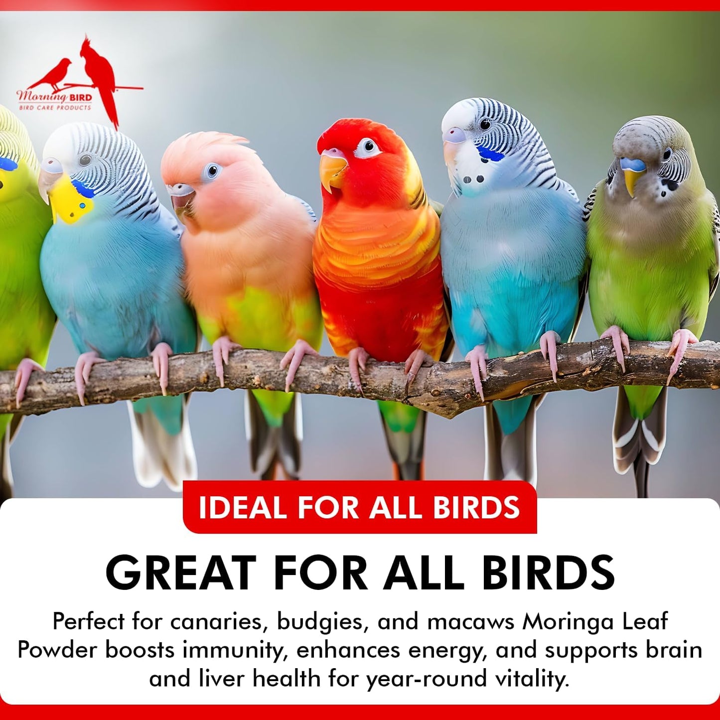 Morning Bird Moringa Leaf Powder 6 oz – Natural Food Supplement for Birds, Rich in Vitamins & Minerals, Boosts Immune System & Energy, Supports Healthy Feathers, Digestion, and Overall Avian Wellness