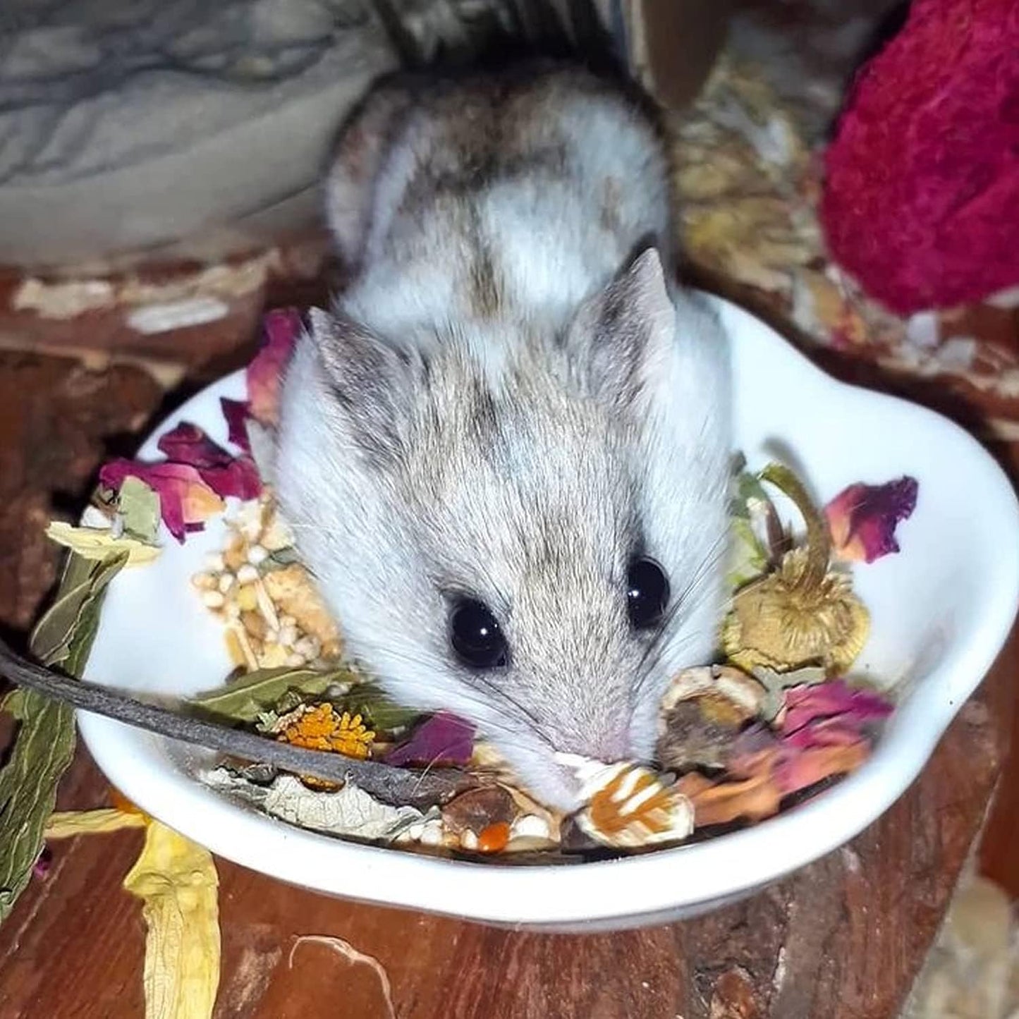 Exotic Nutrition Flower Treat 3 Pack - Healthy Assortment - Hibiscus, Calendula, Rose - for Squirrels, Guinea Pigs, Rabbits, Chinchillas, Prairie Dogs, Degus, Hamster, Gerbils, & Other Herbivores