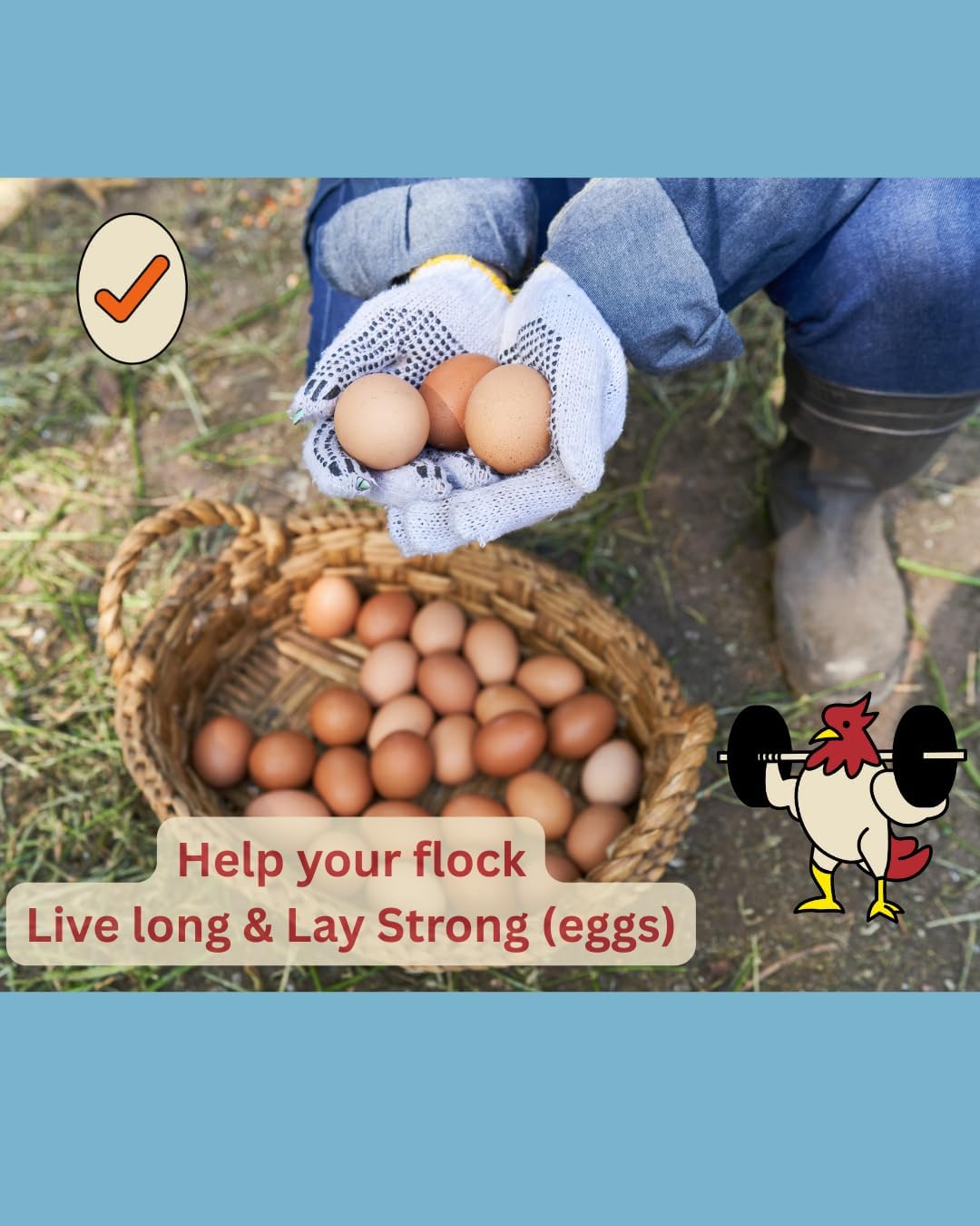 LitChicks’ Calcified Seaweed for Laying Chickens - Crushed Oyster Shell Alternative - Highly Digestible - Single Ingredient - Helps with Egg Laying & Flock Health. (5lbs)