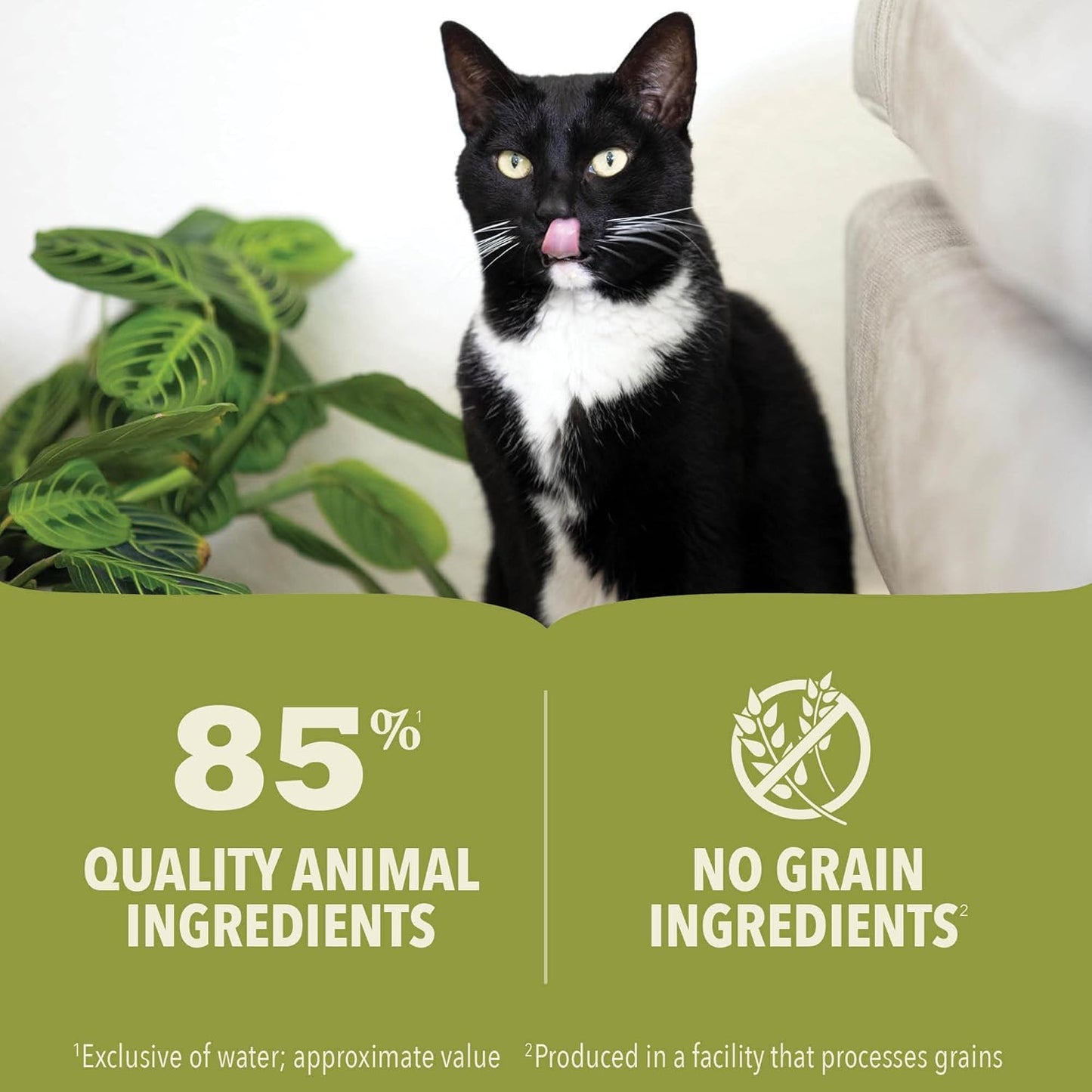ACANA Premium Pate Kitten Wet Cat Food in Bone Broth Chicken + Tuna Recipe 5.5oz Cans (6 Count)