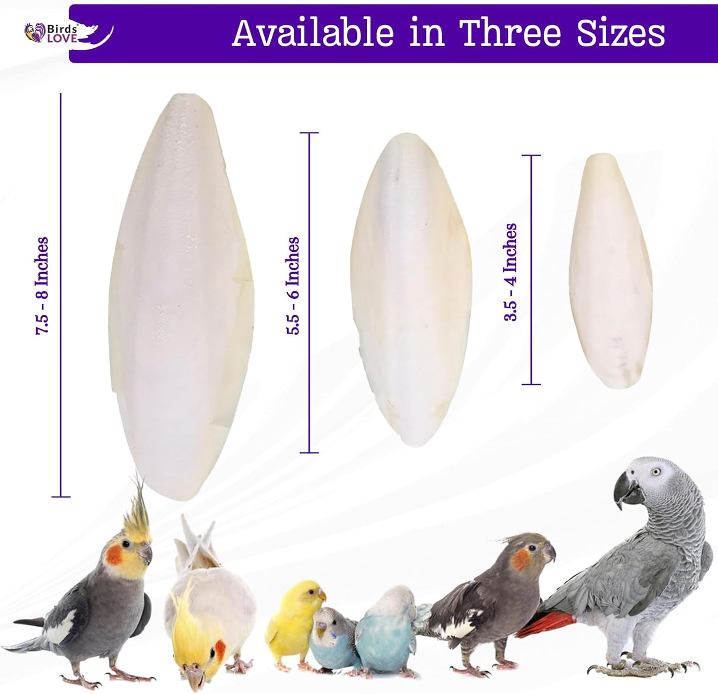 Birds LOVE Natural Cuttlebone | 100% Pure Sun-Dried Calcium Supplement for Birds, Tortoises, Snails & Crabs | Supports Beak & Shell Health | Easy to Chew | 2 Pack, Size 5.5 to 6"