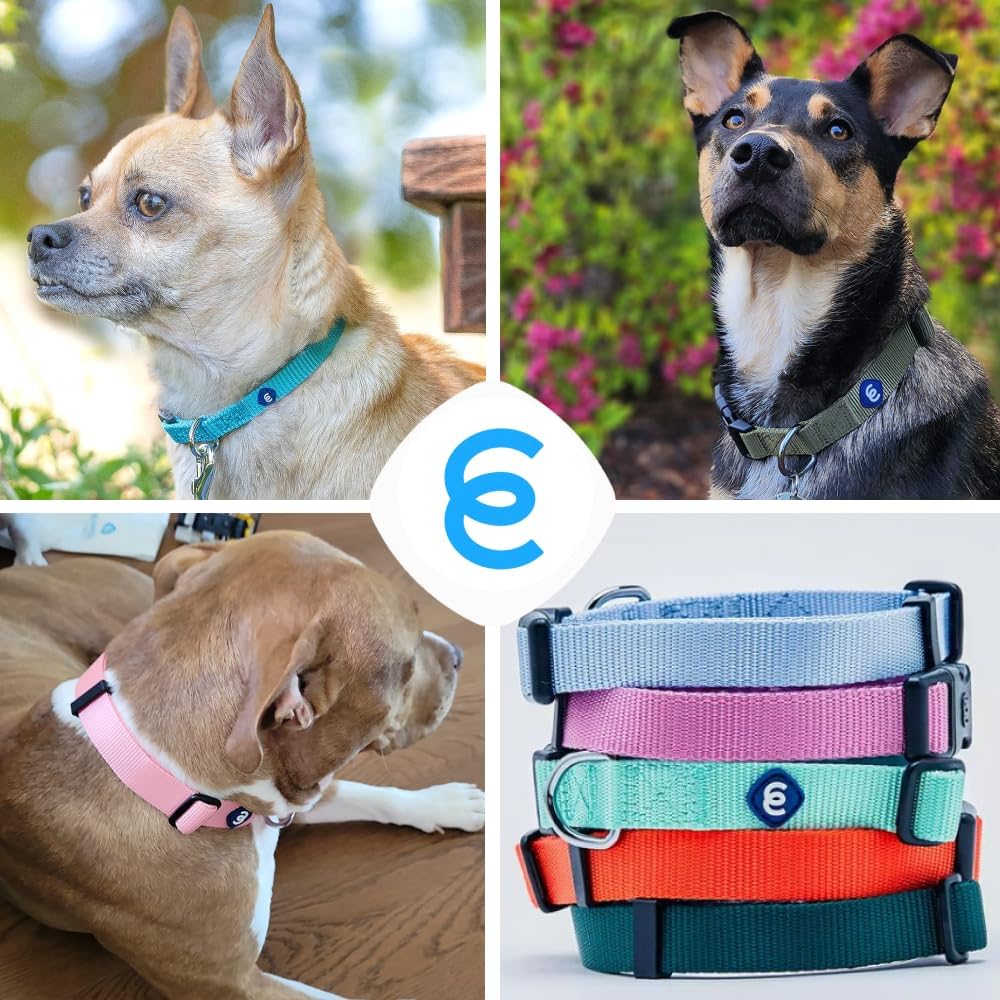 Blueberry Pet Essentials Matching Large Dog Collar | Adjustable Classic Solid Color Nylon Dog Collars for Large Dogs | Marinara Blue Dog Collar for Large Dogs