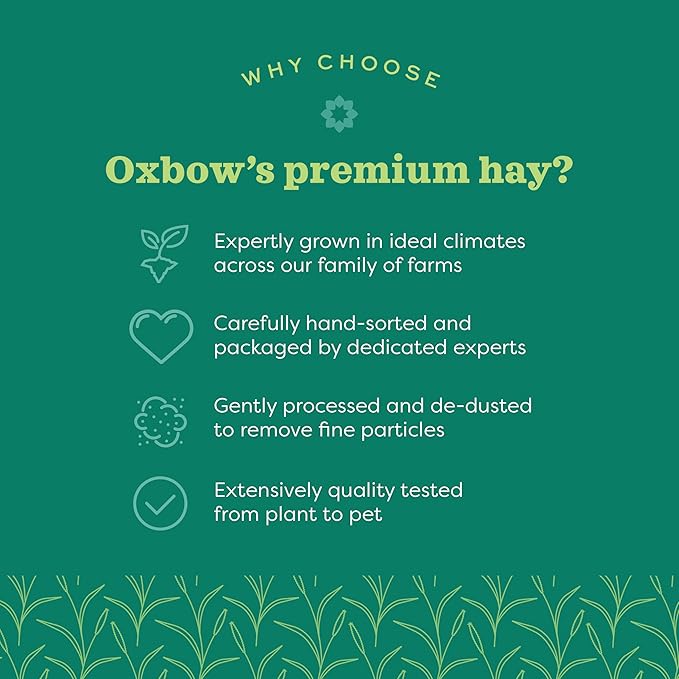 Oxbow Western Timothy Hay, Guinea Pig Hay, Small Pet Bunny Supplies, All Natural Grass for Guinea Pig, Bunny, Chinchilla & Hamster, Oxbow Rabbit Supplies for Bunnies, 90 oz. bag