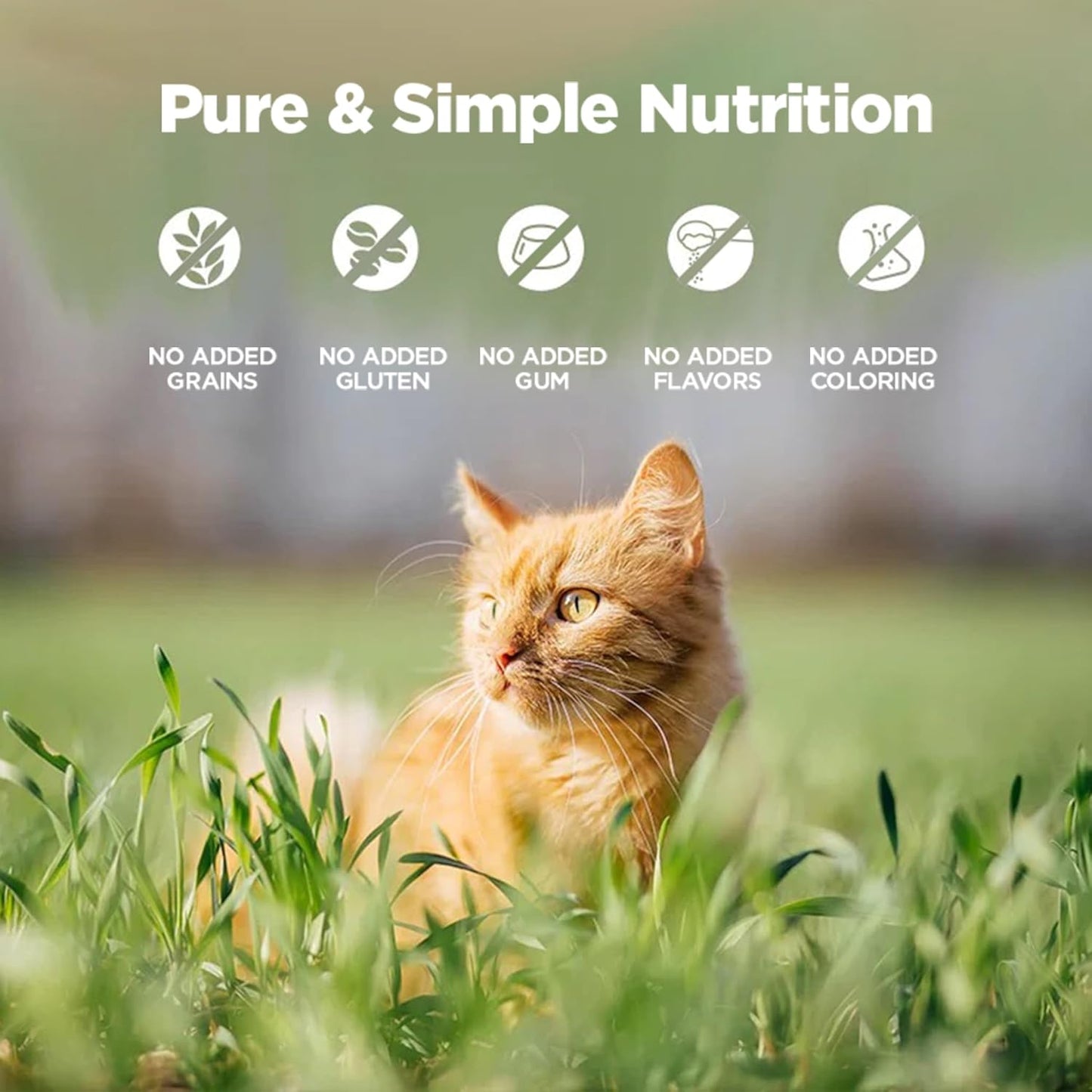 ZEAL New Zealand Wet Cat Food – High Protein, Grain-Free with Superfoods (Chicken, 3.17oz Can, 24-Pack)