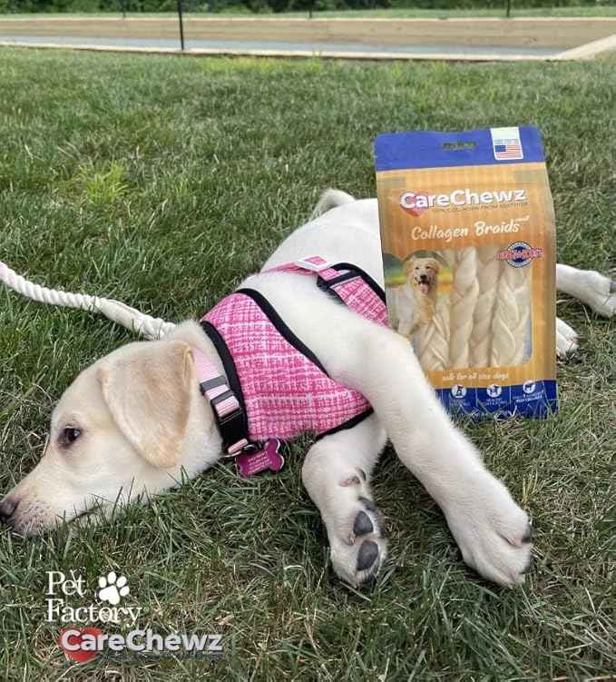 Pet Factory - CareChewz Beef Collagen Dog Treats (Pack of 5, 6-7 inch Skinny Braid Sticks), USA Made Beefhide Dog Chews, Support Joints, Dental Health, Reduce Inflammation & Promote Healthy Coats