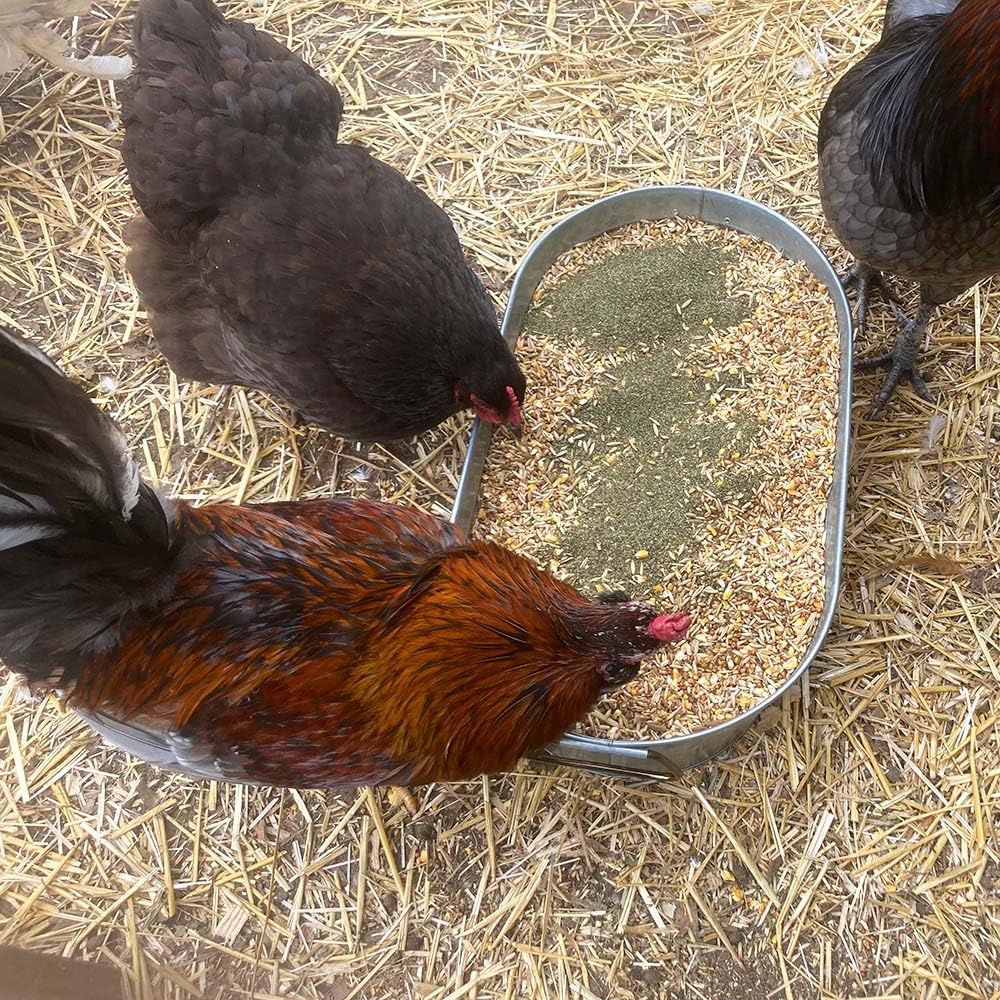 Organic Kelp for Chickens & Duck Feed (1 Pound): Chicken Vitamins | Chicken Supplements | Vitamins for Chickens | Pampered Chicken Mama