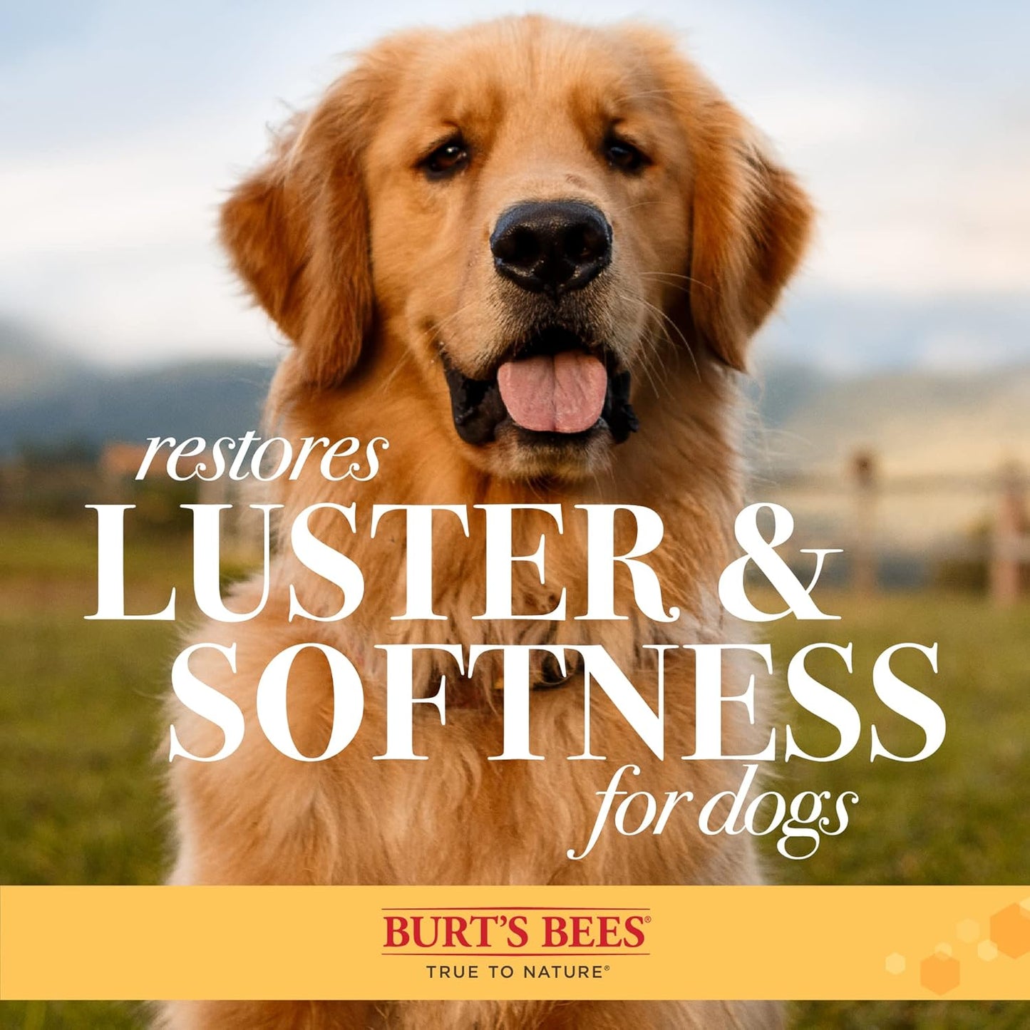 Burt's Bees for Pets Palm Brush with Hemp Bristles | Best Ergonomic Dog Brush To Groom Large Dogs | Easy to Hold Dog Brush Handle Reduces Stress On Your Wrist | Ideal for Daily Grooming, 24 Pack