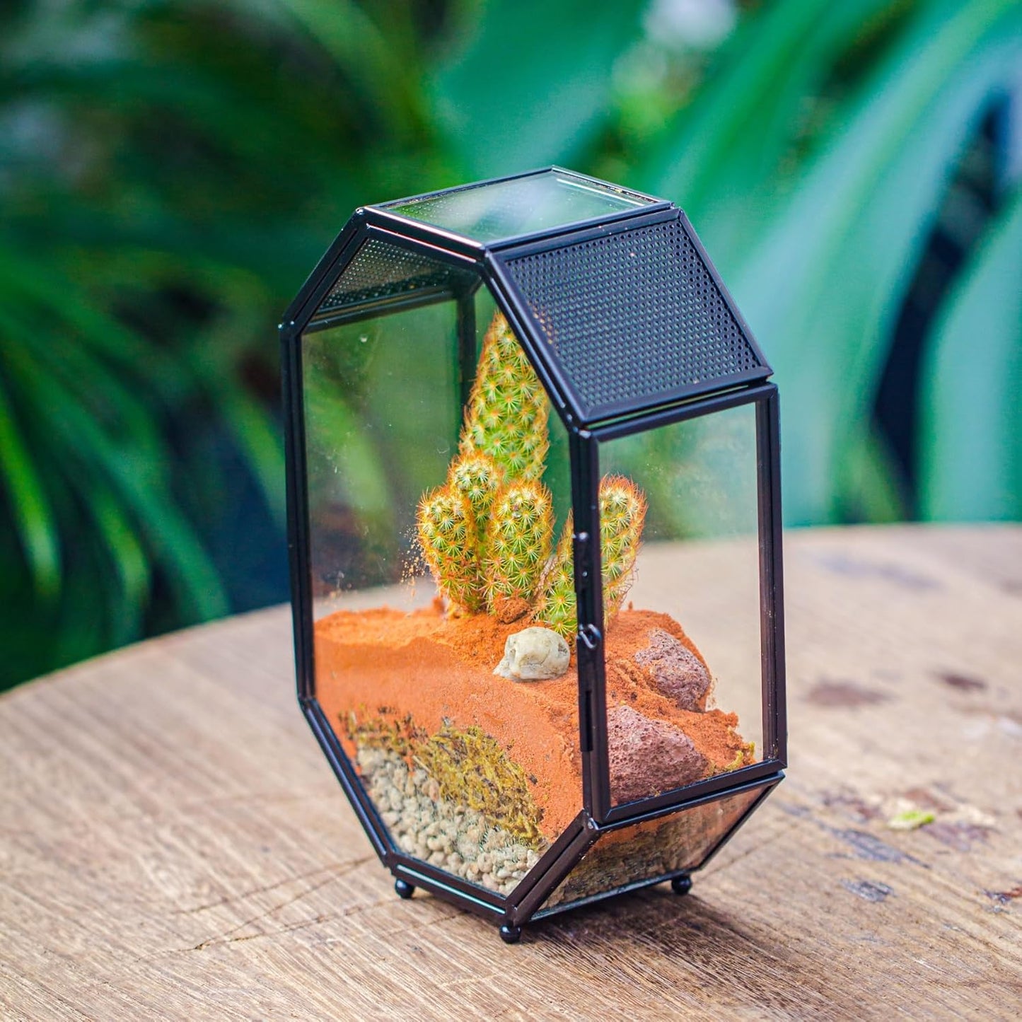 NCYP Mini Glass Terrarium with Vent and Door for Succulents Plants, Jumping Spiders, Insect - Octagon Small Closed Geometric Enclosure, Black Indoor Tabletop Decor, 5 x 2.3 x 7 Inches (Terrarium Only) - FurryFun