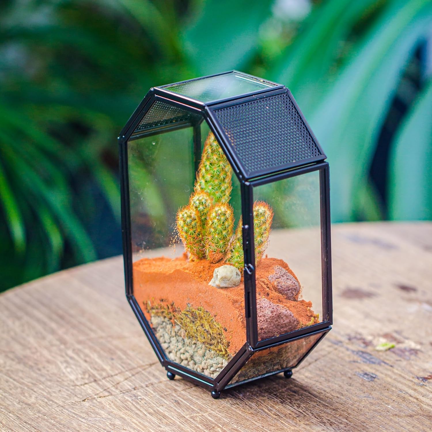 NCYP Mini Glass Terrarium with Vent and Door for Succulents Plants, Jumping Spiders, Insect - Octagon Small Closed Geometric Enclosure, Black Indoor Tabletop Decor, 5 x 2.3 x 7 Inches (Terrarium Only) - FurryFun