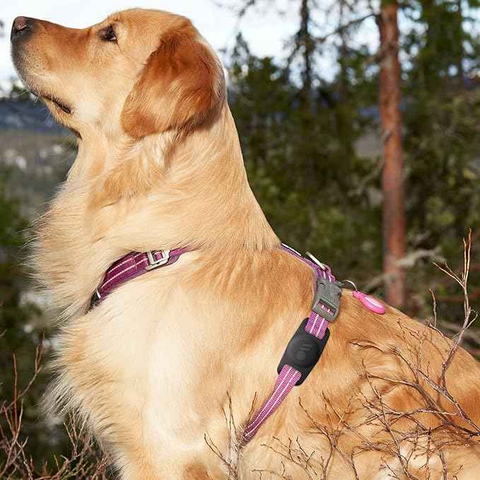 Case-Mate 2 Pack Airtag Dog Collar Holder - Water Resistant Airtag Holder Tag - Protective Case for Pet Collar Tag Loop - Compatible with Cat/Dog Collars - Black & Glow in The Dark