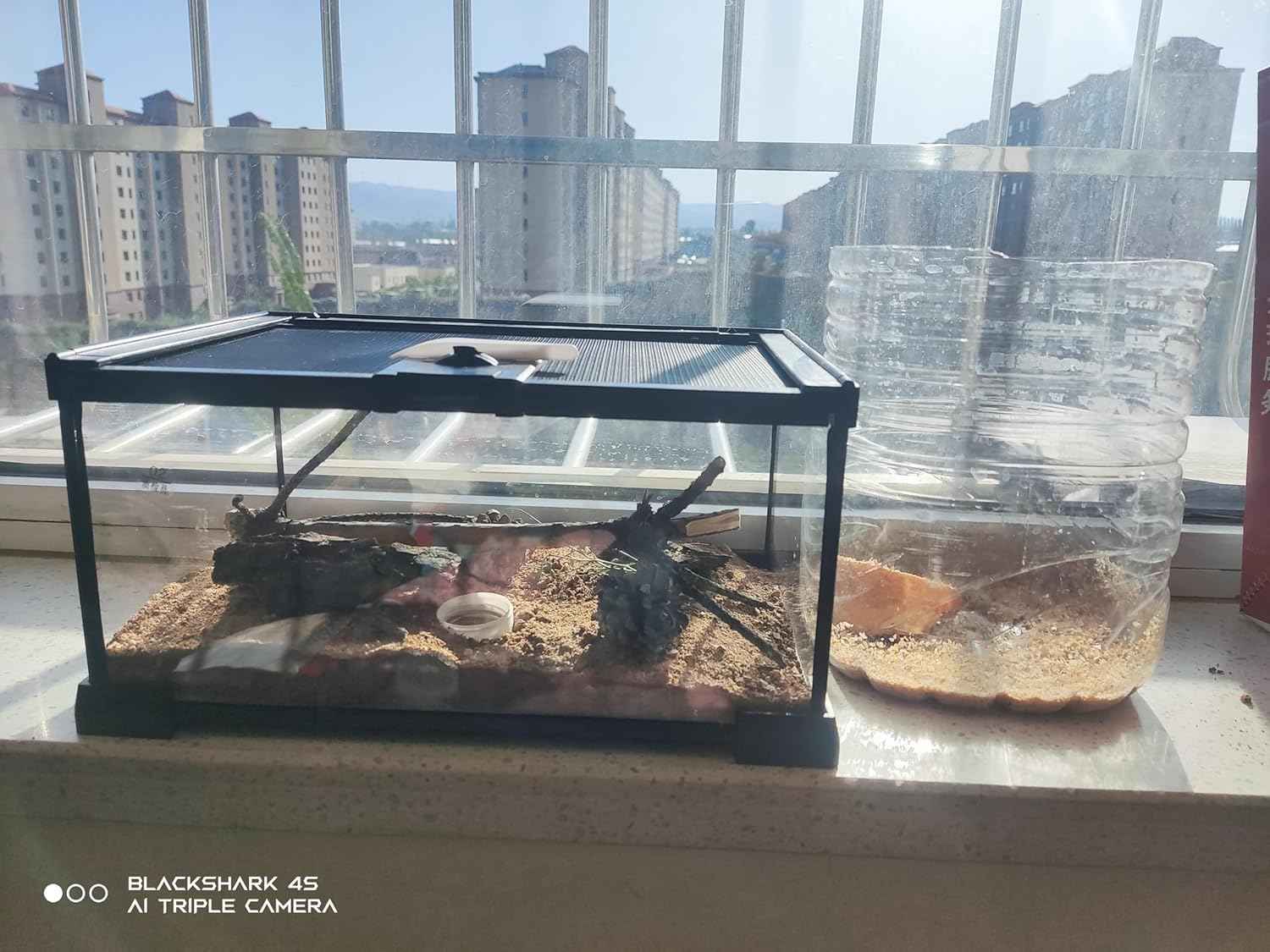 Mini Reptile Glass Terrarium Tank, cage for Tarantula Sling Geckos, Frog, Lizards, Chameleons,Turtles Snake Snail Insect Hermit Crab Isopods Reptiles Enclosure (12x8x6inch)