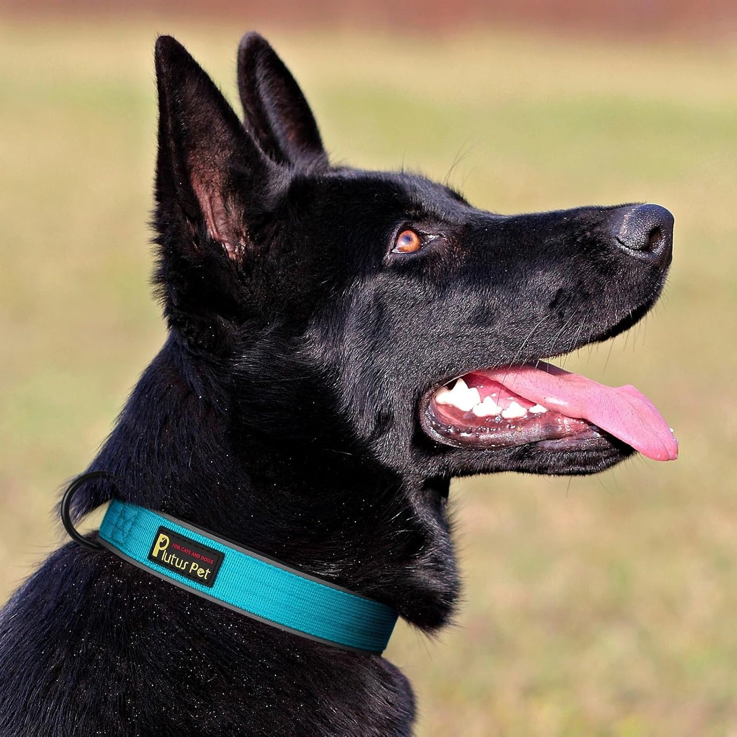Plutus Pet Tactical Dog Collar, Reflective, Adjustable Heavy Duty Dog Collar, Soft Padded and Comfortable, for Small Medium and Large Dogs (Cyan, S)