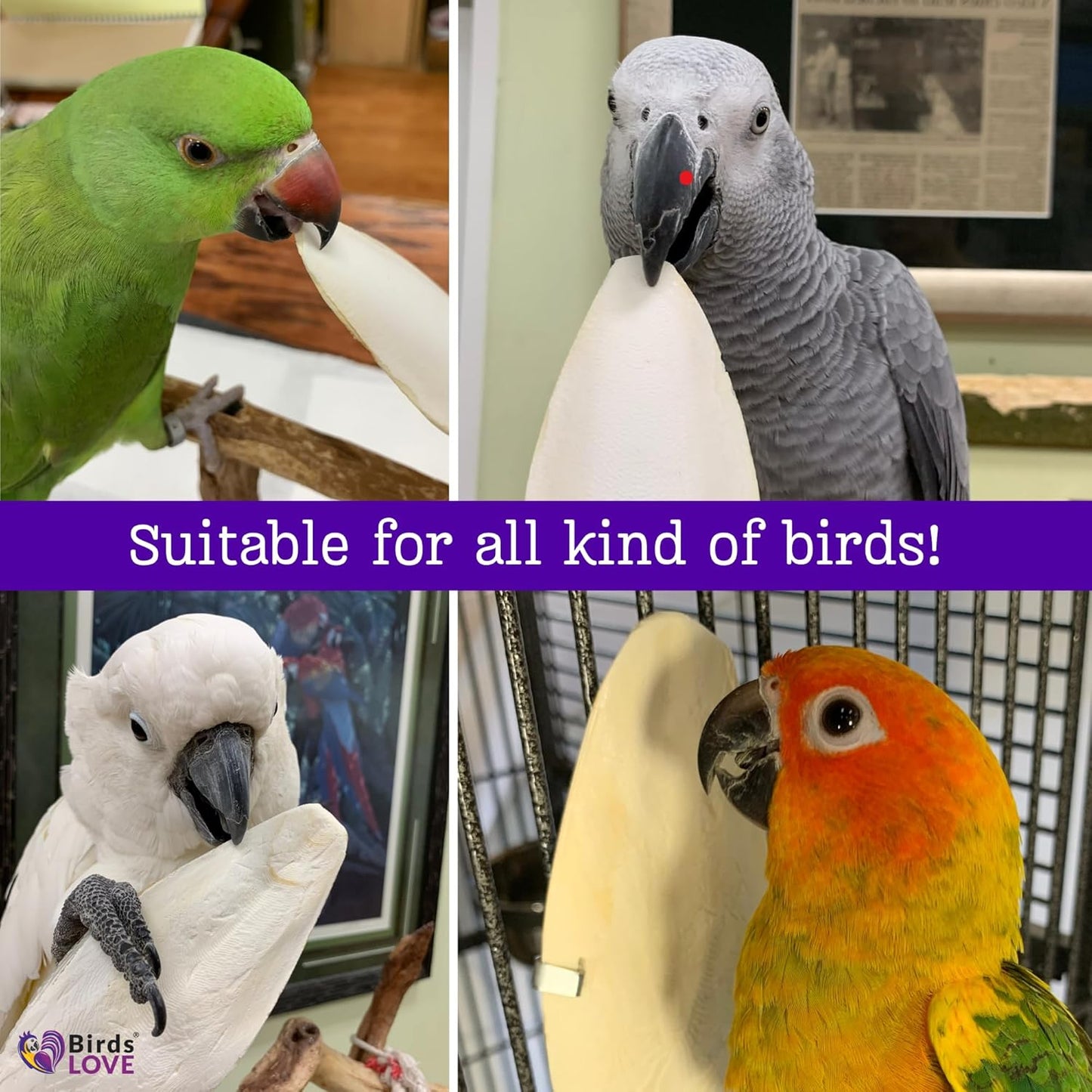 Birds LOVE Natural Cuttlebone | 100% Pure Sun-Dried Calcium Supplement for Birds, Tortoises, Snails & Crabs | Supports Beak & Shell Health | Easy to Chew | 2 Pack, Size 3.5 to 4"