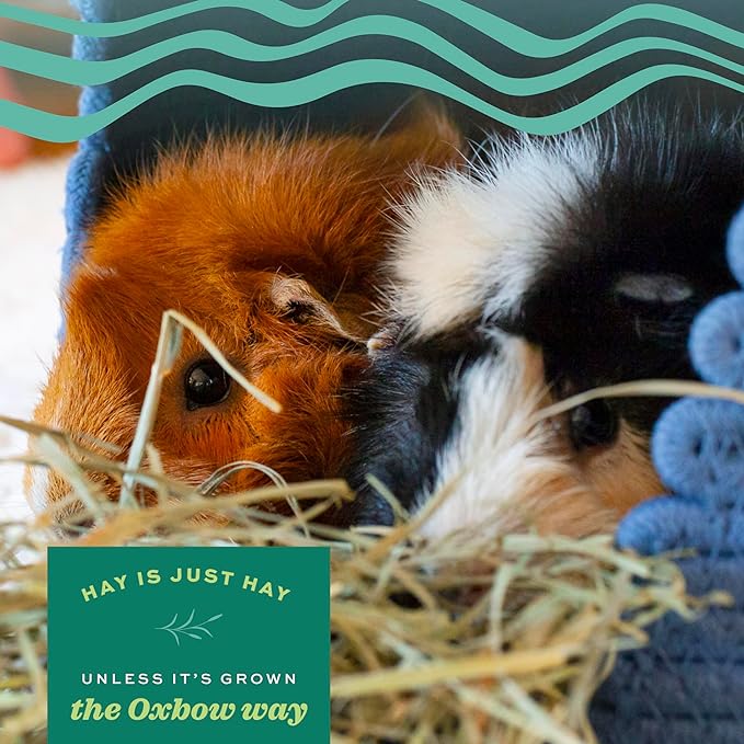 Oxbow Western Timothy Hay, Guinea Pig Hay, Small Pet Bunny Supplies, All Natural Grass for Guinea Pig, Bunny, Chinchilla & Hamster, Oxbow Rabbit Supplies for Bunnies, 90 oz. bag