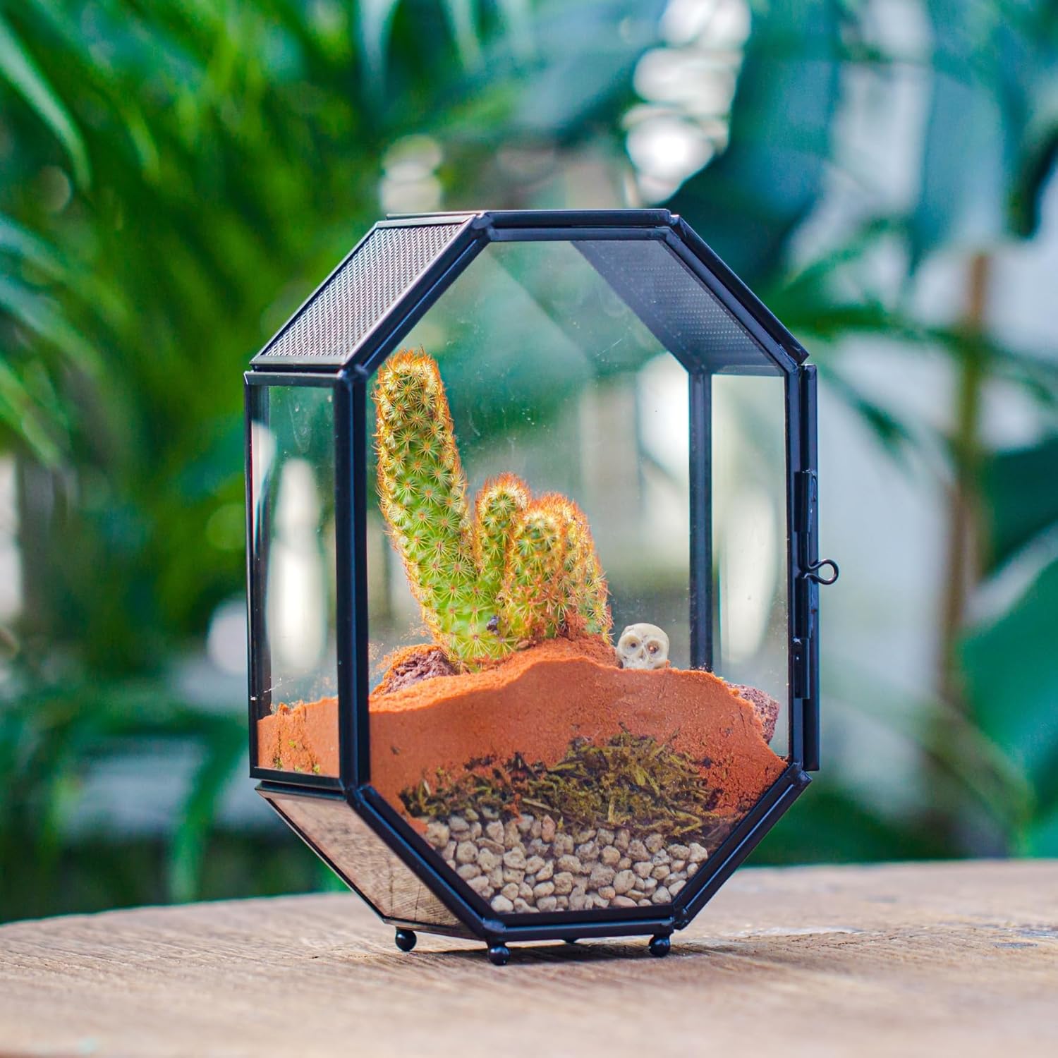 NCYP Mini Glass Terrarium with Vent and Door for Succulents Plants, Jumping Spiders, Insect - Octagon Small Closed Geometric Enclosure, Black Indoor Tabletop Decor, 5 x 2.3 x 7 Inches (Terrarium Only) - FurryFun