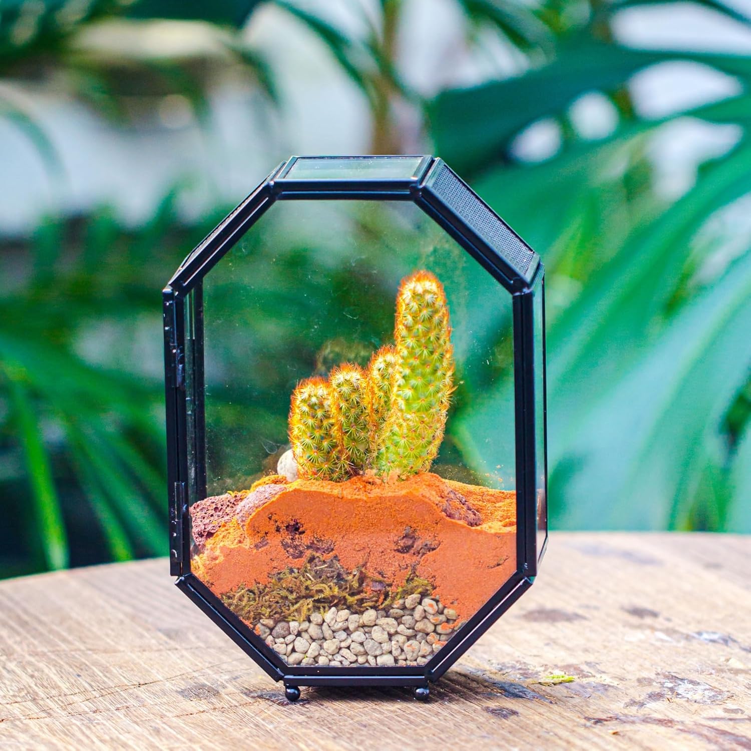 NCYP Mini Glass Terrarium with Vent and Door for Succulents Plants, Jumping Spiders, Insect - Octagon Small Closed Geometric Enclosure, Black Indoor Tabletop Decor, 5 x 2.3 x 7 Inches (Terrarium Only) - FurryFun
