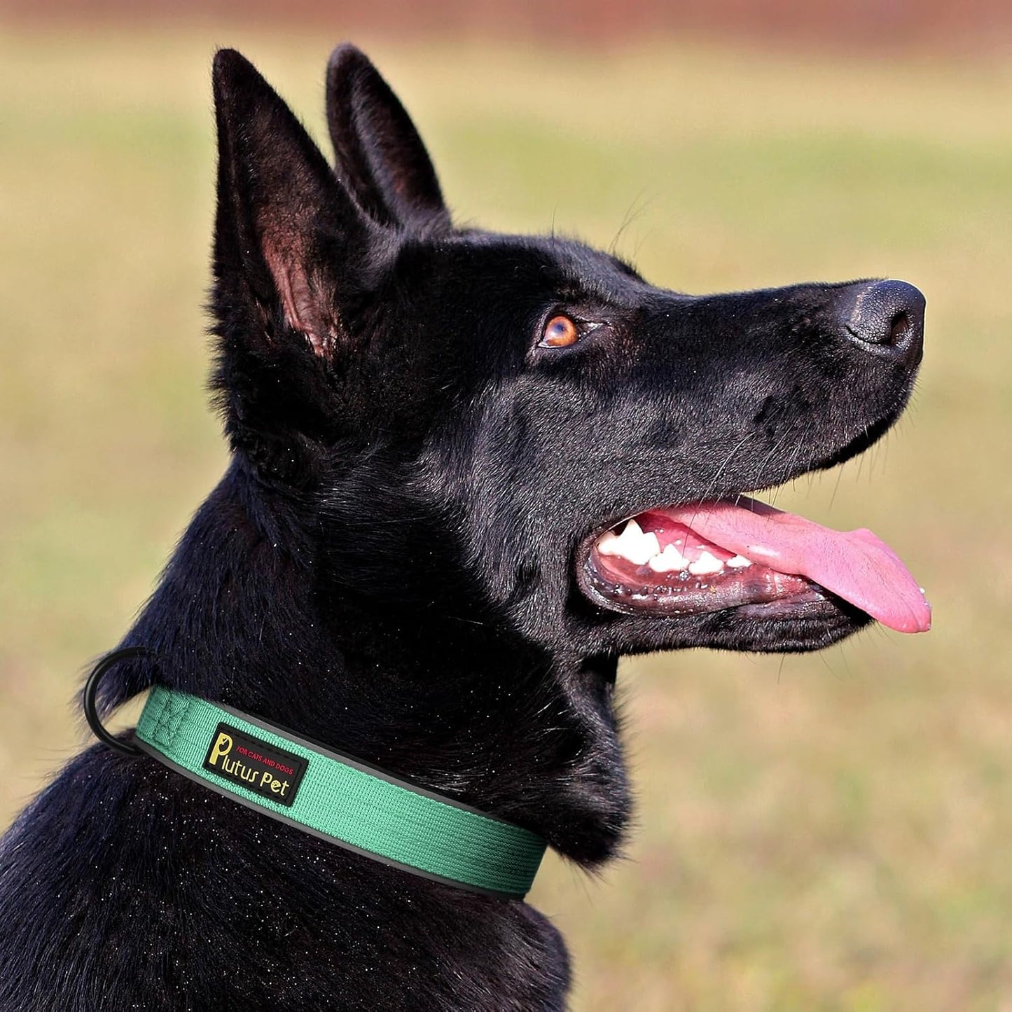 Plutus Pet Tactical Dog Collar, Reflective, Adjustable Heavy Duty Dog Collar, Soft Padded and Comfortable, for Small Medium and Large Dogs (Teal, XS)