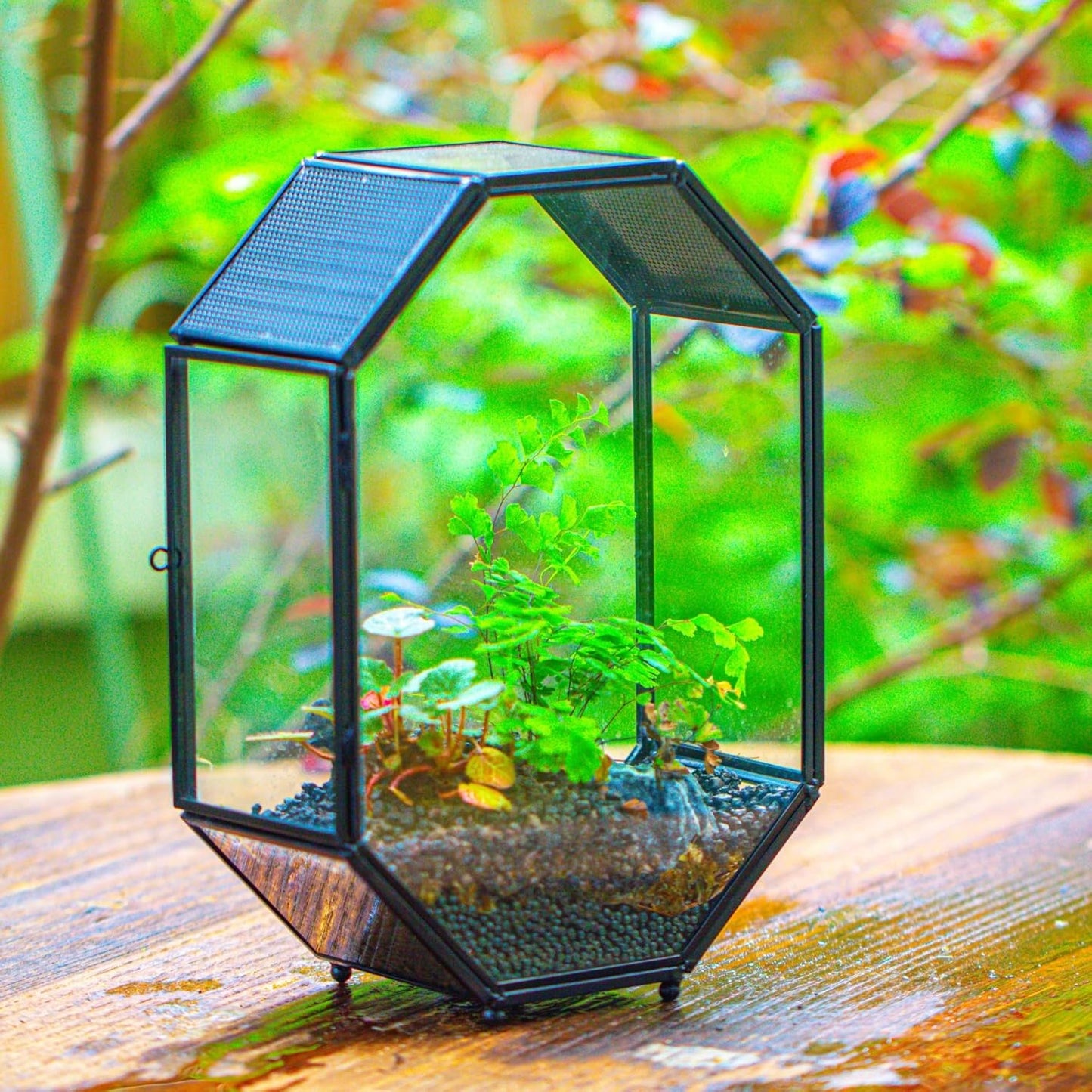 NCYP Glass Enclosure Terrarium with Mesh and Door for Jumping Spiders, Snails, Insects - Octagon Shape Small Succulents Terrarium 6.2 x 3.1 x 8.7 inches, Black Tabletop Decor (Plants Not Include) - FurryFun