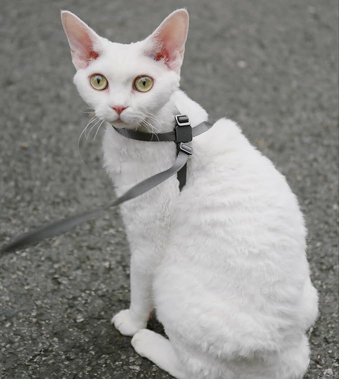 Cat Harness Escape-Proof Anti-Choking Adjustable Nylon Harness Lightweight with Anodized Aluminum Buckle, Ideal for Cats Outdoor Walking and Training, IDA Award (Space Gray, S (13.8"))