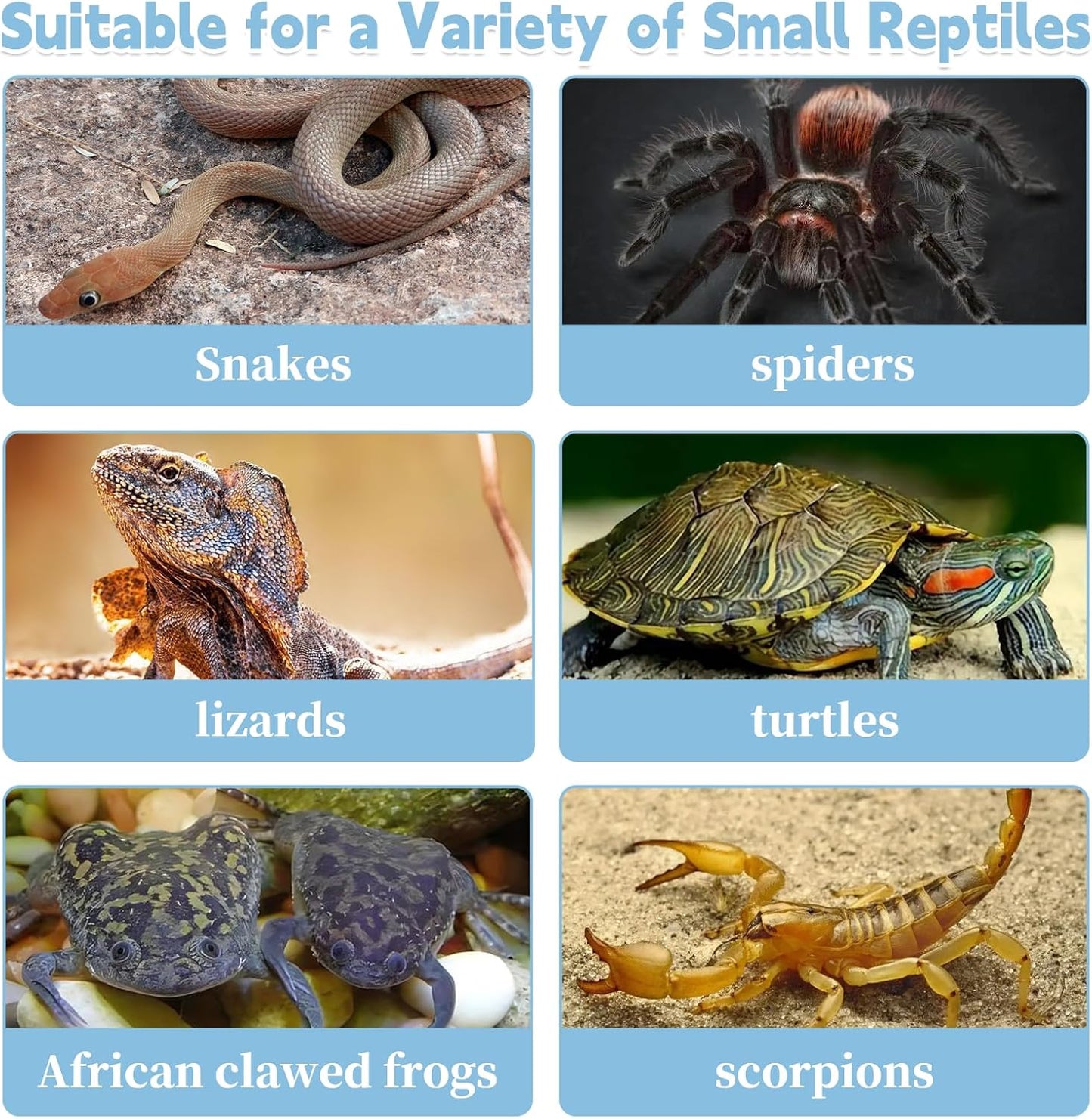 PINVNBY Reptile Feeding Box 6 PCS Snake Breeding Box Lizard Cricket Cage Habitat Hatching Container Transparent Portable Critter Keeper for Spider Scorpion Gecko Tortoise Treefrog (2 Large 4 Small) - FurryFun