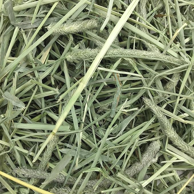 Oxbow Western Timothy Hay for Small Pets – All-Natural Grass Hay for Rabbits, Guinea Pigs, and Chinchillas – High Fiber for Digestive Health and Dental Support – 40 oz Bag