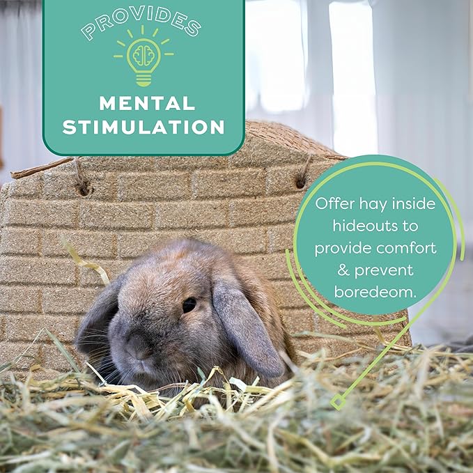 Oxbow Western Timothy Hay for Small Pets – All-Natural Grass Hay for Rabbits, Guinea Pigs, and Chinchillas – High Fiber for Digestive Health and Dental Support – 40 oz Bag