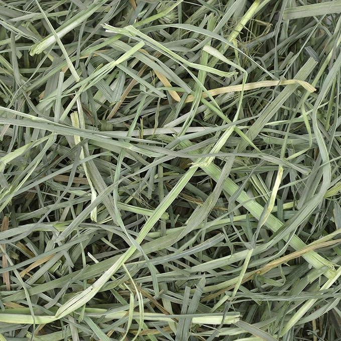 Oxbow Orchard Grass Hay for Small Pets – All-Natural Long Strand Fiber Hay for Rabbits, Guinea Pigs, Chinchillas, and Hamsters – Supports Digestive Health and Enrichment – 40 oz Bag