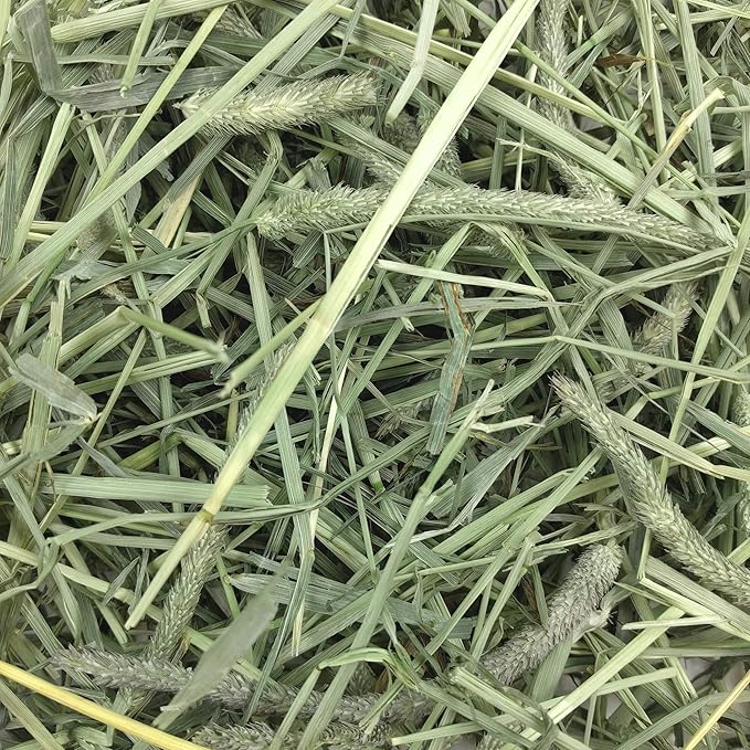 Oxbow Western Timothy Hay for Small Pets – All-Natural Grass Hay for Rabbits, Guinea Pigs, and Chinchillas – High Fiber for Digestive Health and Dental Support – 40 oz Bag